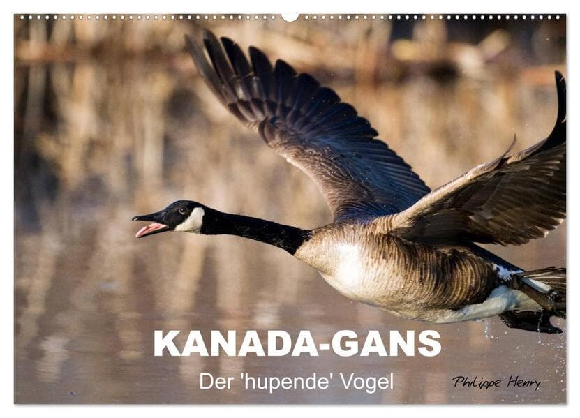 KANADA-GANS - Der 'hupende' Vogel (Wandkalender 2026 DIN A2 quer), CALVENDO Monatskalender