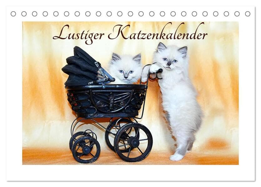Lustiger Katzenkalender (Tischkalender 2026 DIN A5 quer), CALVENDO Monatskalender