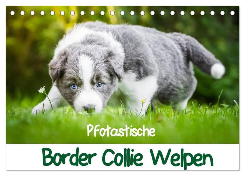 Pfotastische Border Collie Welpen (Tischkalender 2026 DIN A5 quer), CALVENDO Monatskalender