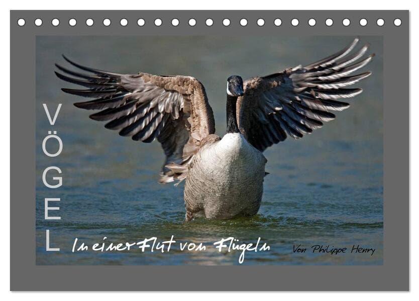 VÖGEL (Tischkalender 2026 DIN A5 quer), CALVENDO Monatskalender