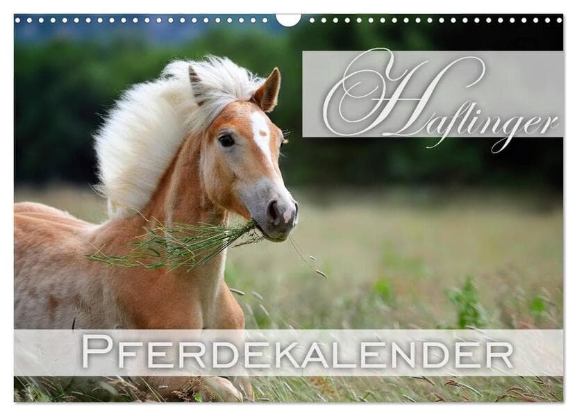 Haflinger / Geburtstagskalender (Wandkalender 2026 DIN A3 quer), CALVENDO Monatskalender