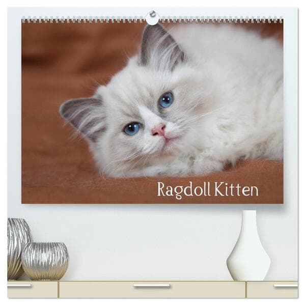 Ragdoll Kitten (hochwertiger Premium Wandkalender 2026 DIN A2 quer), Kunstdruck in Hochglanz