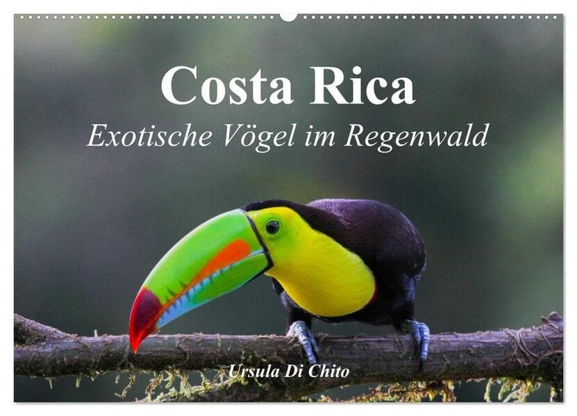 Costa Rica - Exotische Vögel im Regenwald (Wandkalender 2026 DIN A2 quer), CALVENDO Monatskalender