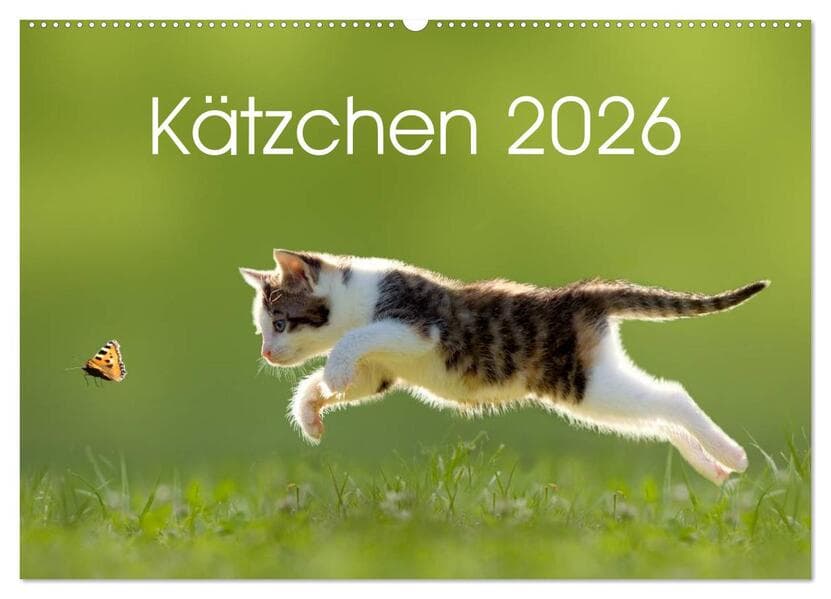 Kätzchen 2026 (Wandkalender 2026 DIN A2 quer), CALVENDO Monatskalender