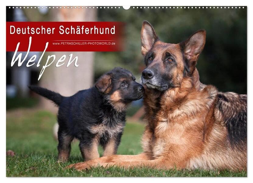 Deutscher Schäferhund - Welpen (Wandkalender 2026 DIN A2 quer), CALVENDO Monatskalender