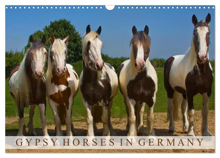 Gypsy Horses (Wandkalender 2026 DIN A3 quer), CALVENDO Monatskalender