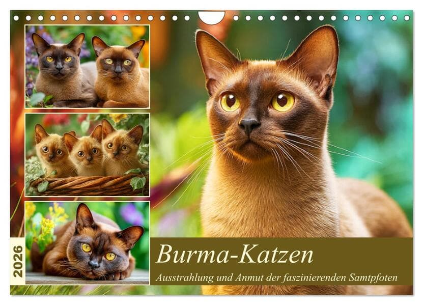Burma-Katzen. Ausstrahlung und Anmut der faszinierenden Samtpfoten (Wandkalender 2026 DIN A4 quer),