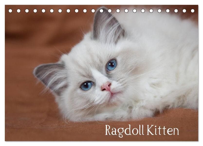 Ragdoll Kitten (Tischkalender 2026 DIN A5 quer), CALVENDO Monatskalender