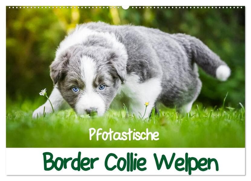 Pfotastische Border Collie Welpen (Wandkalender 2026 DIN A2 quer), CALVENDO Monatskalender