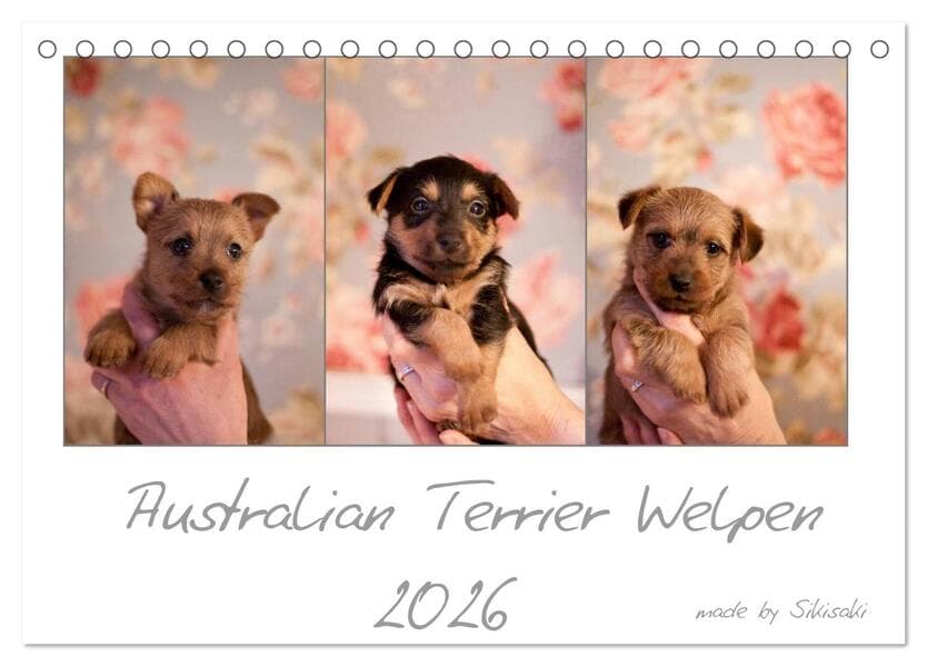 Australian Terrier Welpen (Tischkalender 2026 DIN A5 quer), CALVENDO Monatskalender