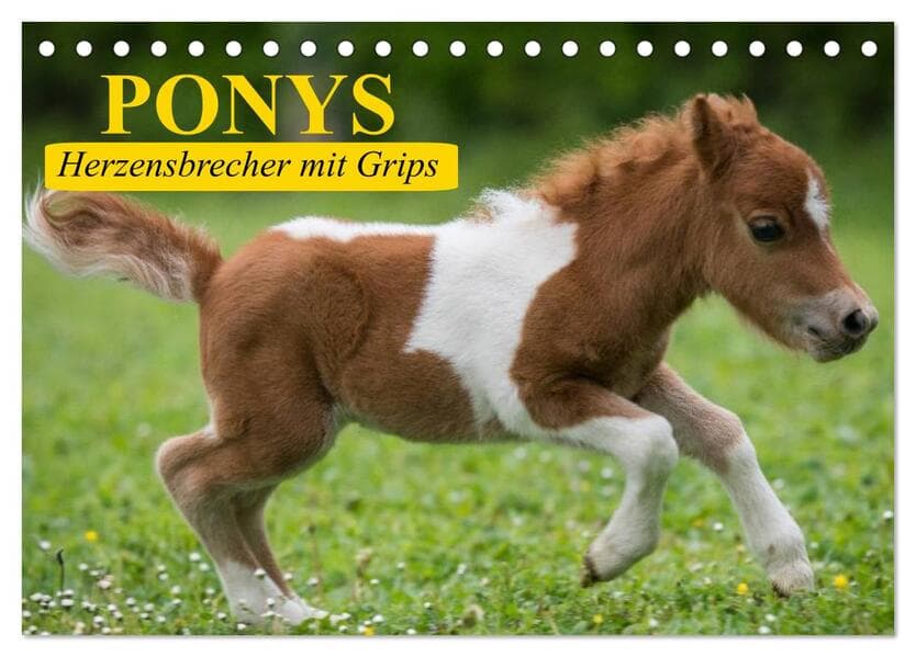 Ponys. Herzensbrecher mit Grips (Tischkalender 2026 DIN A5 quer), CALVENDO Monatskalender