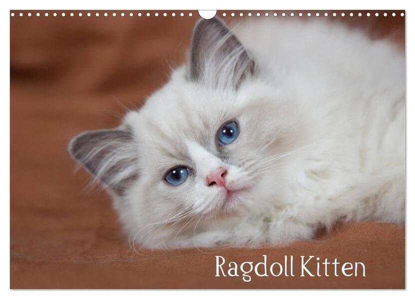 Ragdoll Kitten (Wandkalender 2026 DIN A3 quer), CALVENDO Monatskalender