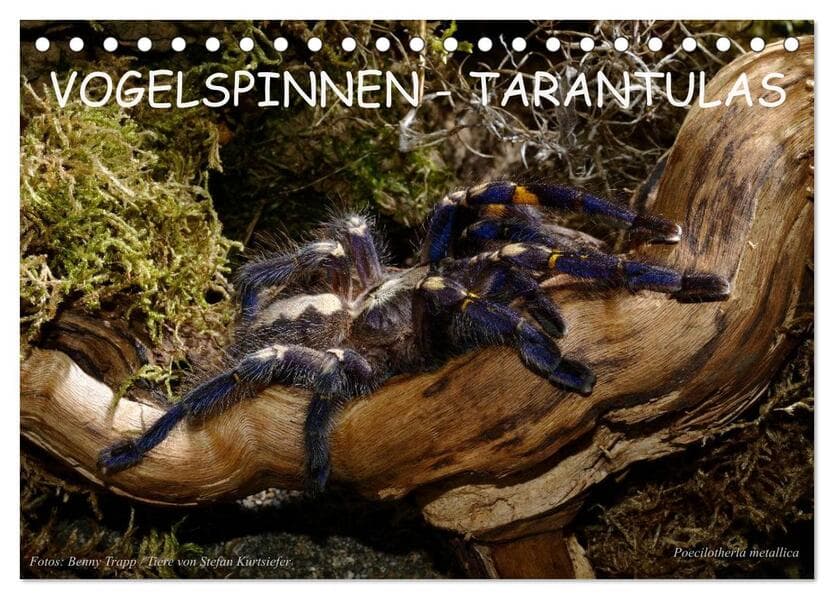 Vogelspinnen - Tarantulas (Tischkalender 2026 DIN A5 quer), CALVENDO Monatskalender