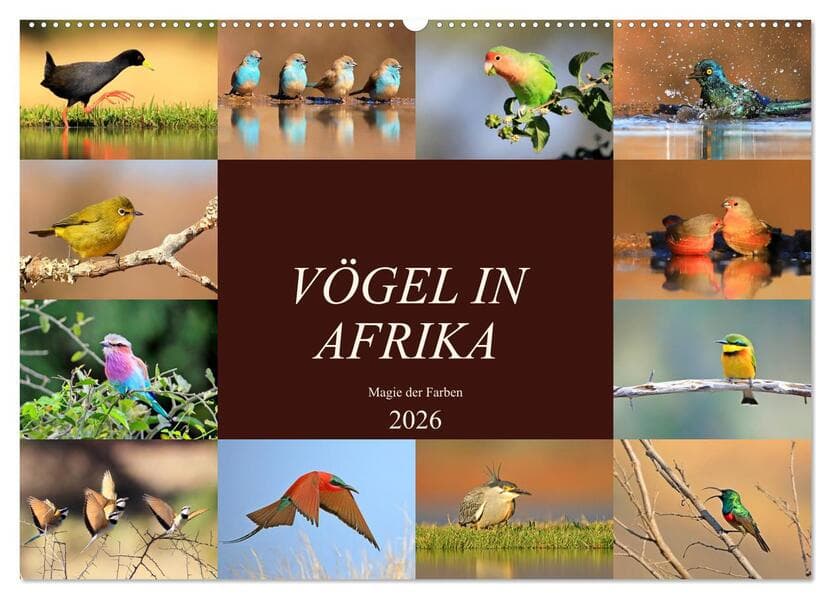 Vögel in Afrika - Magie der Farben (Wandkalender 2026 DIN A2 quer), CALVENDO Monatskalender