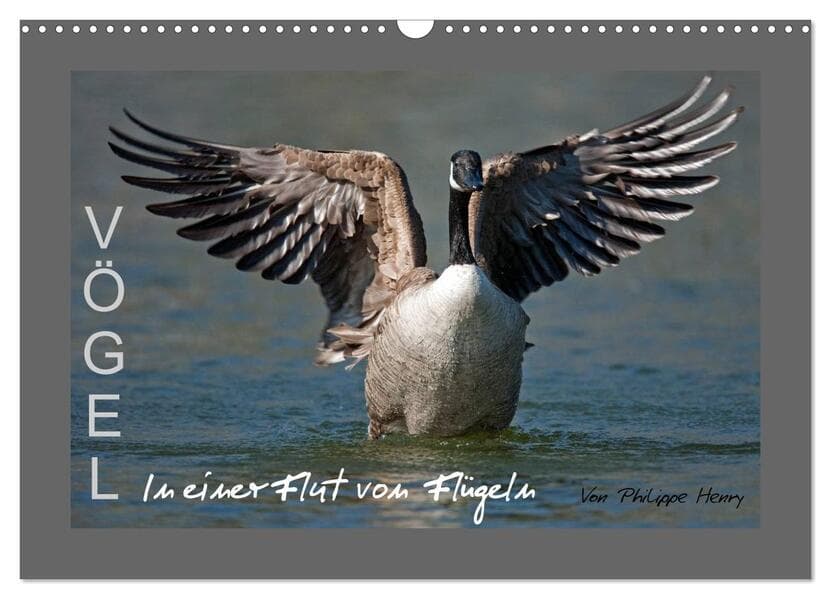 VÖGEL (Wandkalender 2026 DIN A3 quer), CALVENDO Monatskalender