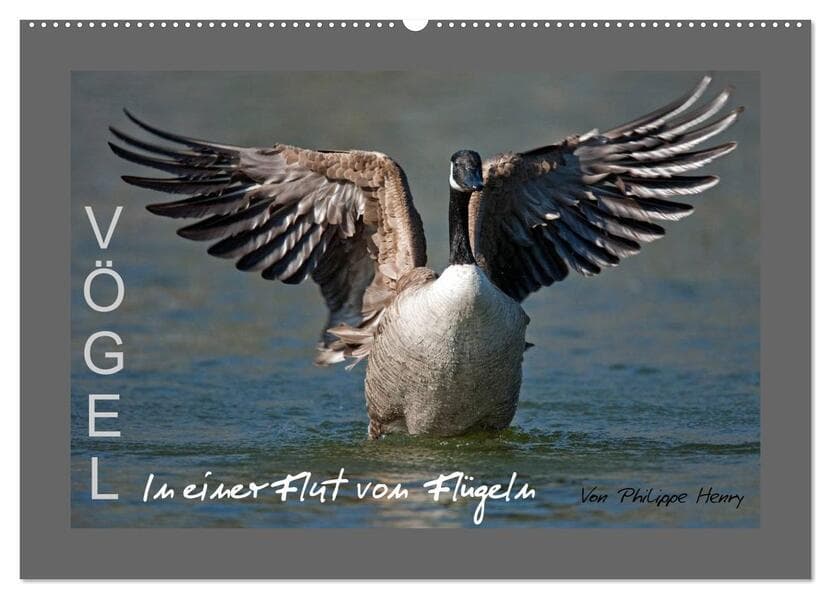 VÖGEL (Wandkalender 2026 DIN A2 quer), CALVENDO Monatskalender