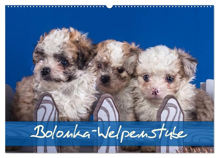 Bolonka Welpenstube (Wandkalender 2026 DIN A2 quer), CALVENDO Monatskalender