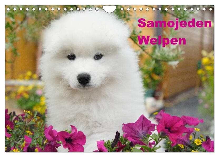 Samojeden Welpen (Wandkalender 2026 DIN A4 quer), CALVENDO Monatskalender