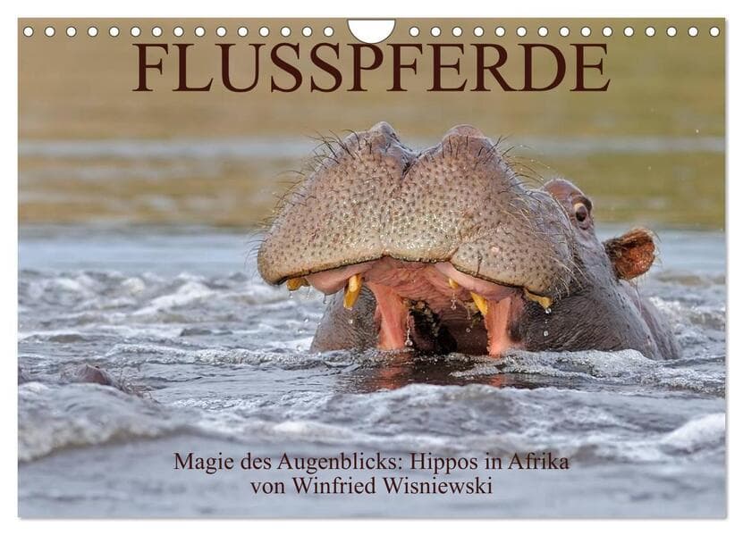 Flusspferde Magie des Augenblicks - Hippos in Afrika (Wandkalender 2026 DIN A4 quer), CALVENDO Monat