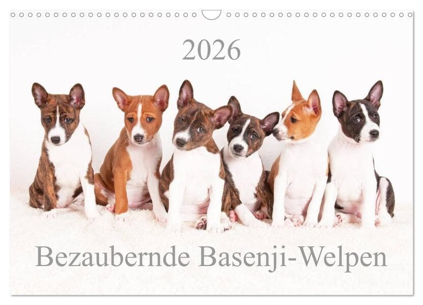 Bezaubernde Basenji-Welpen (Wandkalender 2026 DIN A3 quer), CALVENDO Monatskalender