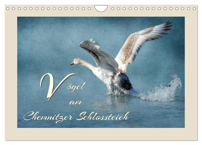 Vögel am Chemnitzer Schlossteich (Wandkalender 2026 DIN A4 quer), CALVENDO Monatskalender