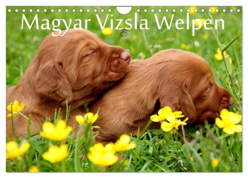 Magyar Vizsla Welpen (Wandkalender 2026 DIN A4 quer), CALVENDO Monatskalender