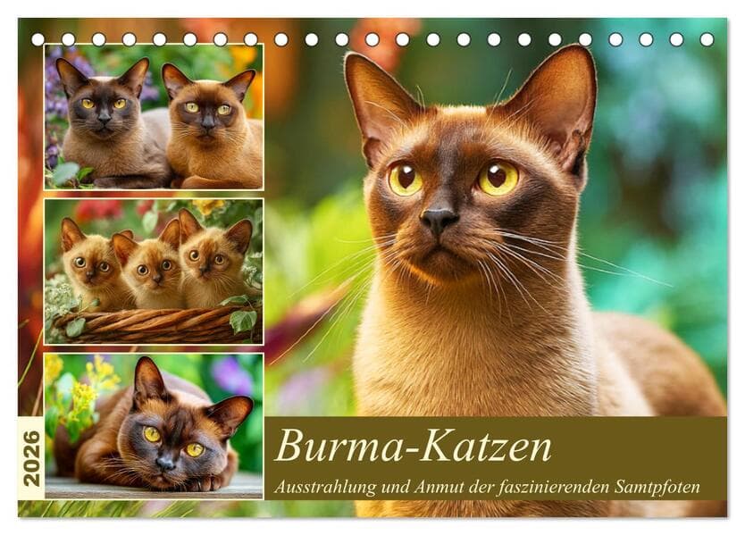 Burma-Katzen. Ausstrahlung und Anmut der faszinierenden Samtpfoten (Tischkalender 2026 DIN A5 quer),