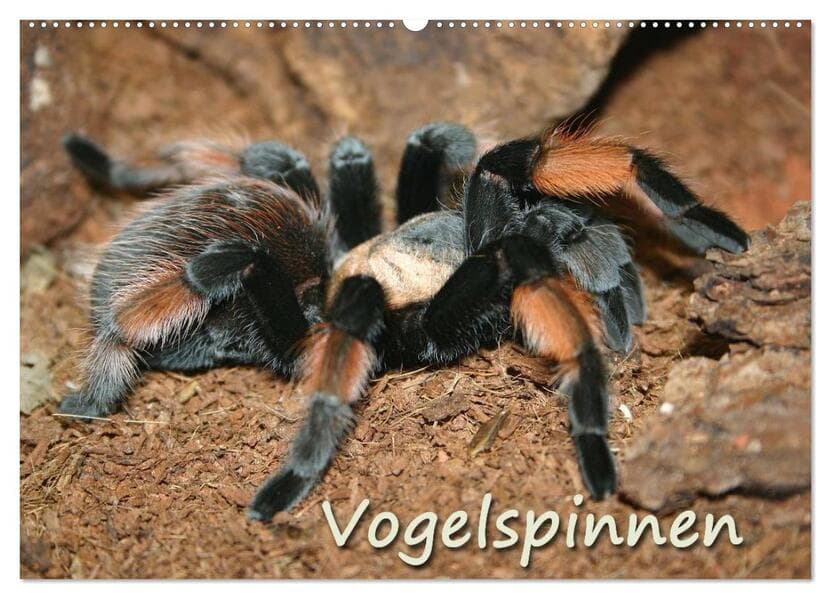 Vogelspinnen (Wandkalender 2026 DIN A2 quer), CALVENDO Monatskalender