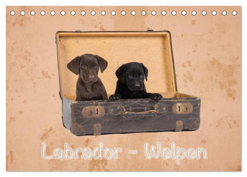 Labrador - Welpen (Tischkalender 2026 DIN A5 quer), CALVENDO Monatskalender