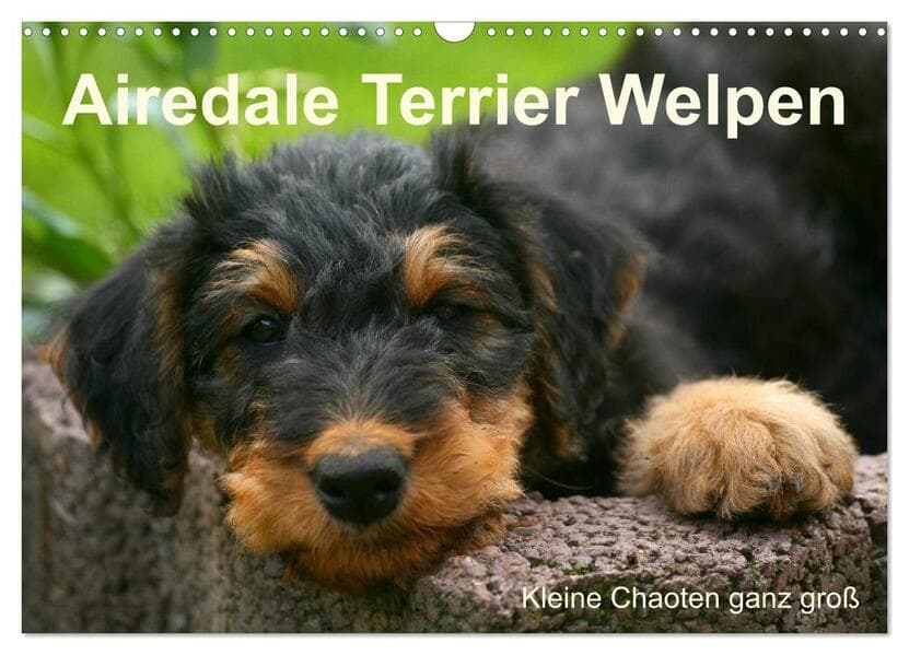 Airedale Terrier Welpen (Wandkalender 2026 DIN A3 quer), CALVENDO Monatskalender