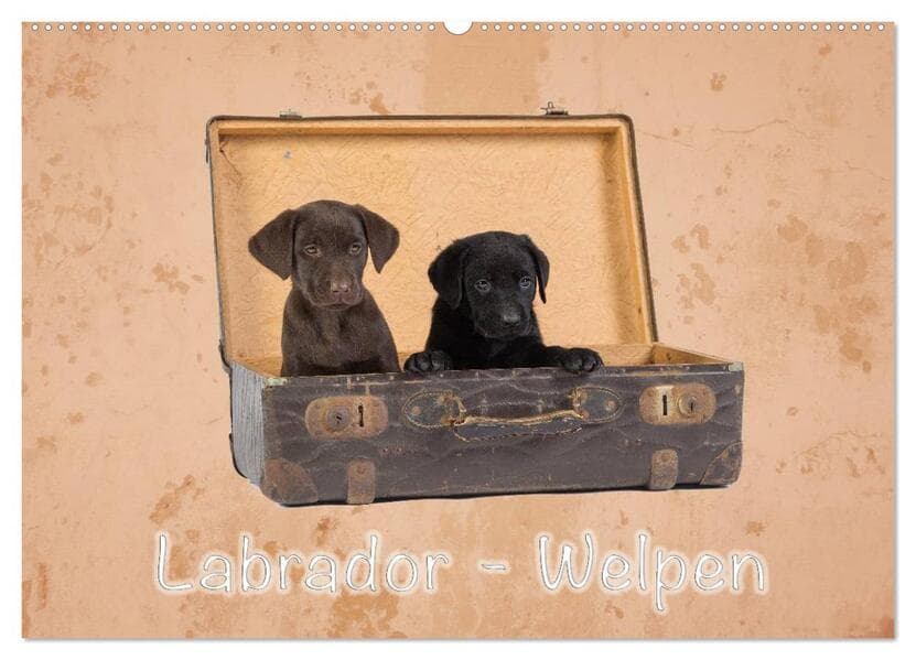 Labrador - Welpen (Wandkalender 2026 DIN A2 quer), CALVENDO Monatskalender