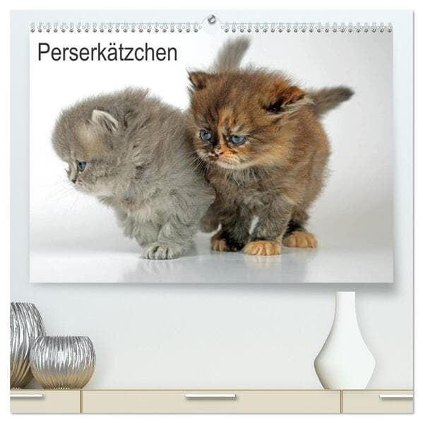 Perserkätzchen (hochwertiger Premium Wandkalender 2026 DIN A2 quer), Kunstdruck in Hochglanz