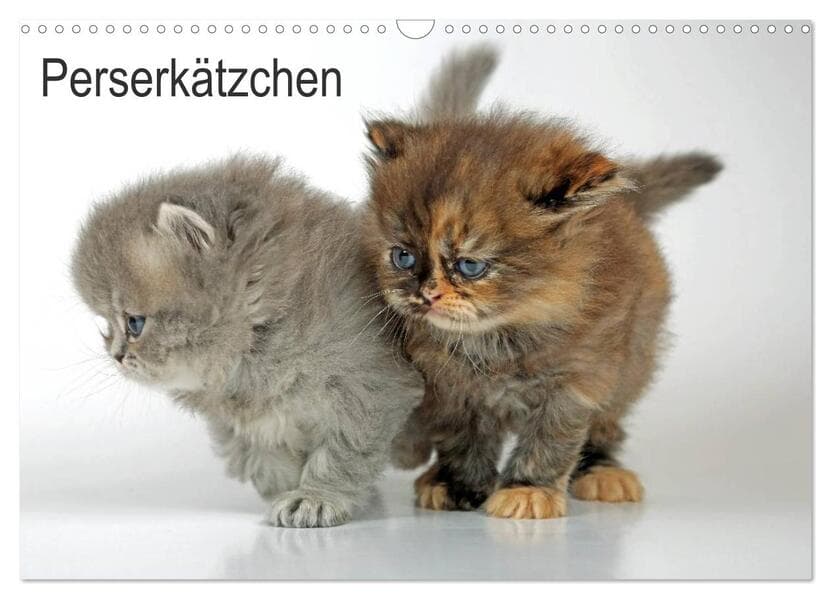 Perserkätzchen (Wandkalender 2026 DIN A3 quer), CALVENDO Monatskalender