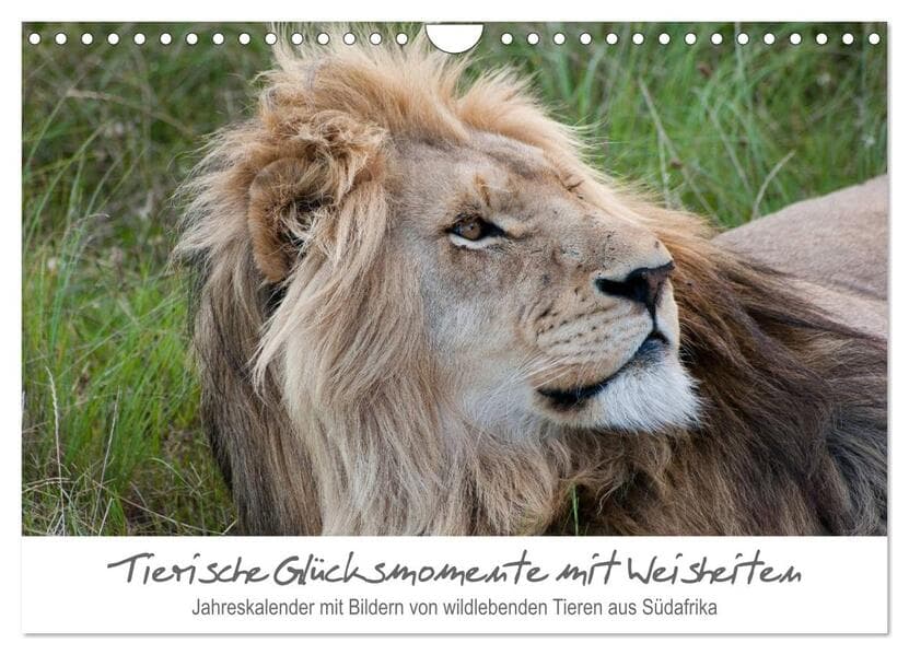 Tierische Glücksmomente mit Weisheiten (Wandkalender 2026 DIN A4 quer), CALVENDO Monatskalender