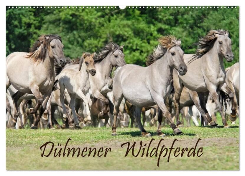 Dülmener Wildpferde (Wandkalender 2026 DIN A2 quer), CALVENDO Monatskalender