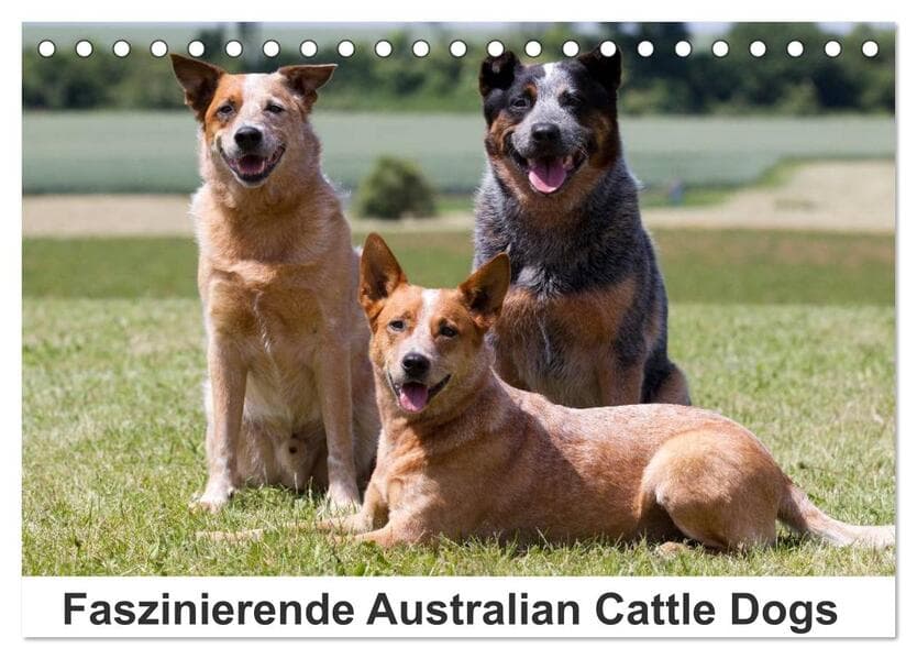 Faszinierende Australian Cattle Dogs (Tischkalender 2026 DIN A5 quer), CALVENDO Monatskalender