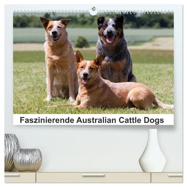 Faszinierende Australian Cattle Dogs (hochwertiger Premium Wandkalender 2026 DIN A2 quer), Kunstdruc