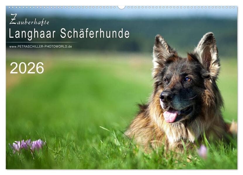 Zauberhafte Langhaar Schäferhunde (Wandkalender 2026 DIN A2 quer), CALVENDO Monatskalender
