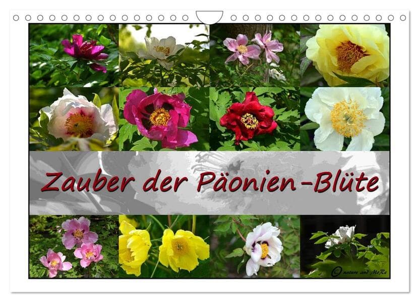 Zauber der Päonien-Blüte (Wandkalender 2026 DIN A4 quer), CALVENDO Monatskalender