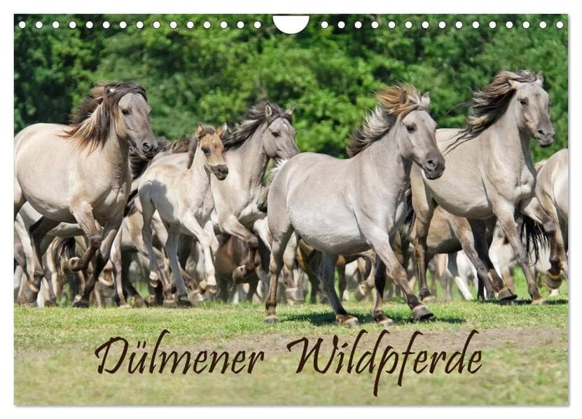 Dülmener Wildpferde (Wandkalender 2026 DIN A4 quer), CALVENDO Monatskalender