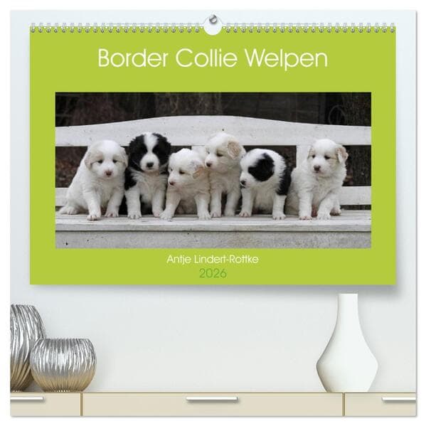 Border Collie Welpen (hochwertiger Premium Wandkalender 2026 DIN A2 quer), Kunstdruck in Hochglanz