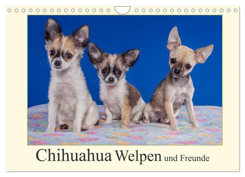 Chihuahua Welpen und Freunde (Wandkalender 2026 DIN A4 quer), CALVENDO Monatskalender