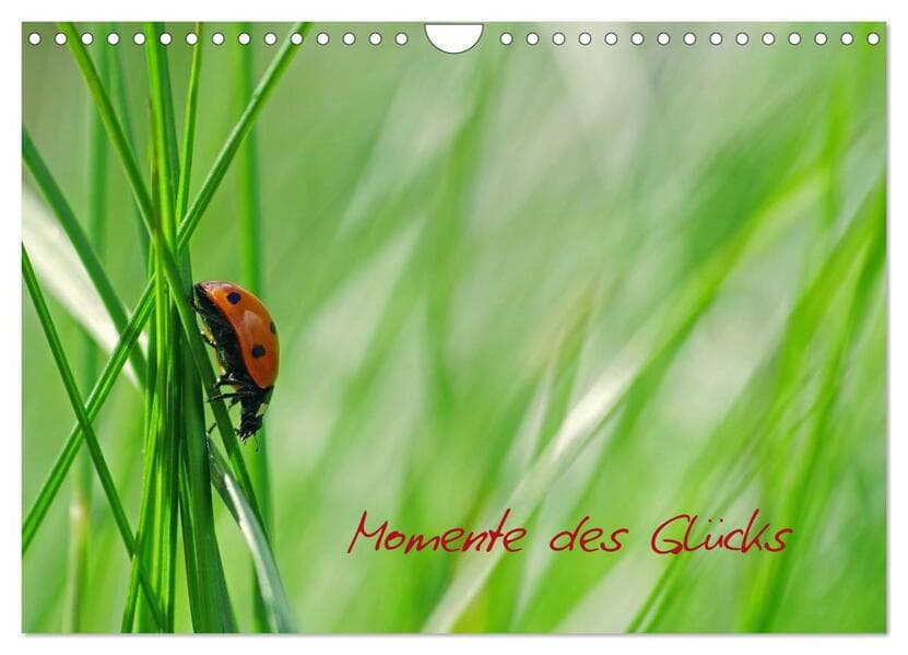 Momente des Glücks (Wandkalender 2026 DIN A4 quer), CALVENDO Monatskalender