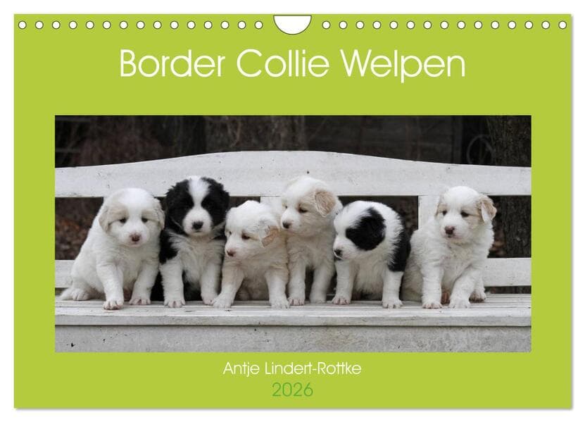 Border Collie Welpen (Wandkalender 2026 DIN A4 quer), CALVENDO Monatskalender