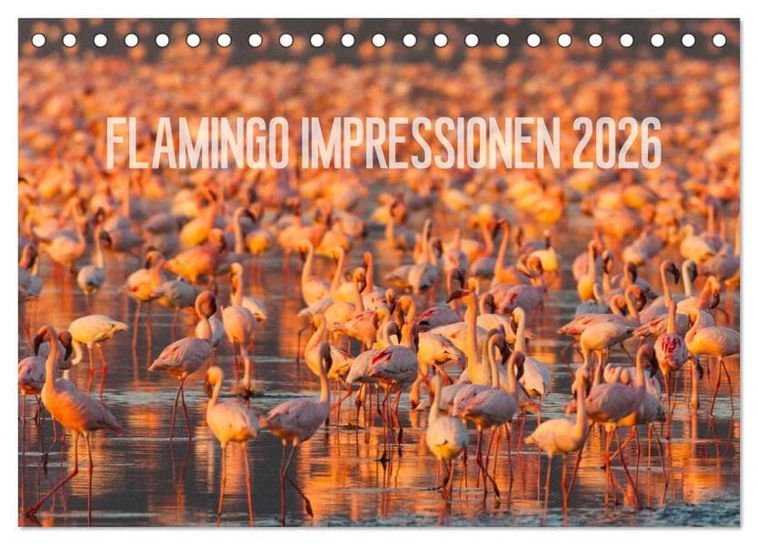 Flamingo Impressionen 2026 (Tischkalender 2026 DIN A5 quer), CALVENDO Monatskalender