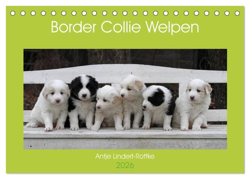 Border Collie Welpen (Tischkalender 2026 DIN A5 quer), CALVENDO Monatskalender