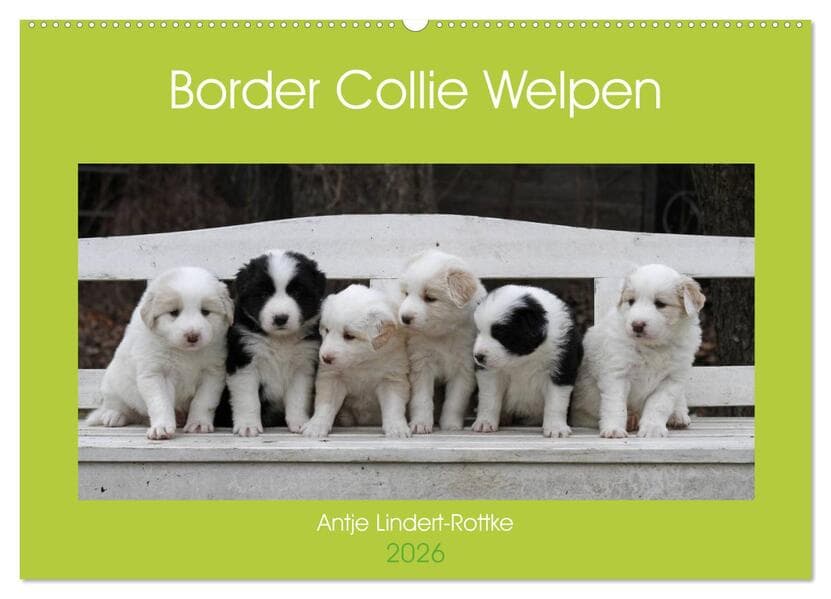 Border Collie Welpen (Wandkalender 2026 DIN A2 quer), CALVENDO Monatskalender