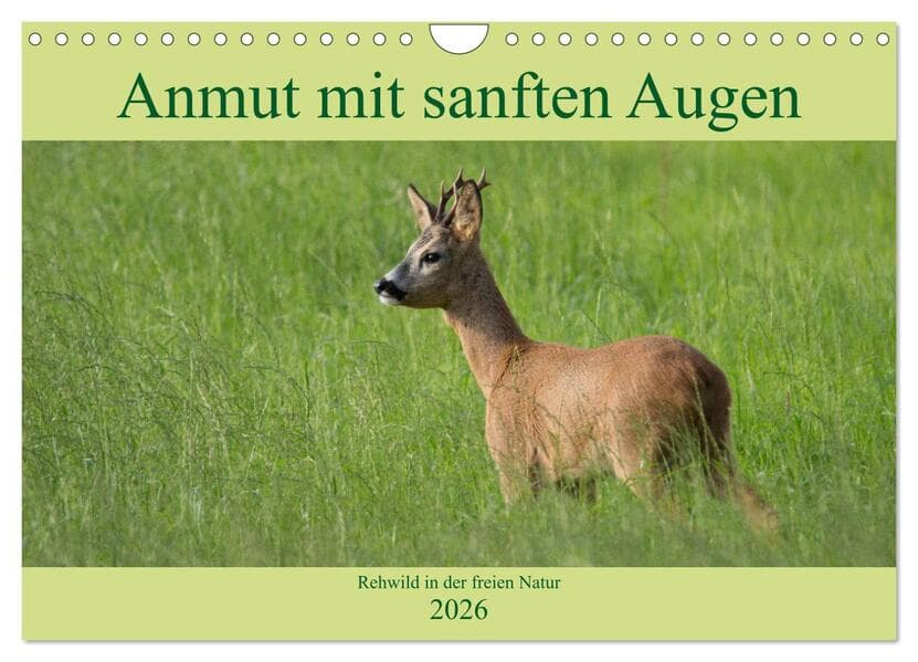 Anmut mit sanften Augen - Rehwild in der freien Natur (Wandkalender 2026 DIN A4 quer), CALVENDO Mona