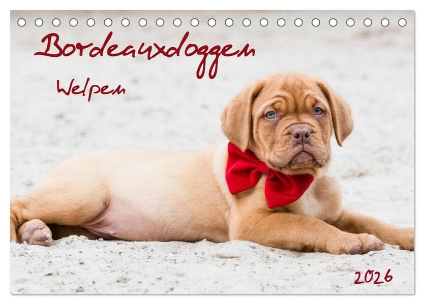 Bordeauxdoggen Welpen (Tischkalender 2026 DIN A5 quer), CALVENDO Monatskalender