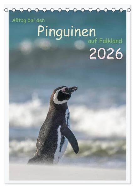 Alltag bei den Pinguinen auf Falkland (Tischkalender 2026 DIN A5 hoch), CALVENDO Monatskalender